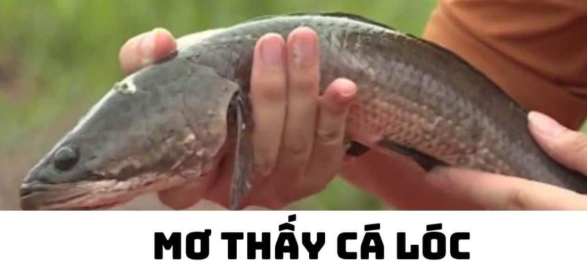 Mơ bắt cá chuối đánh lô đề con gì